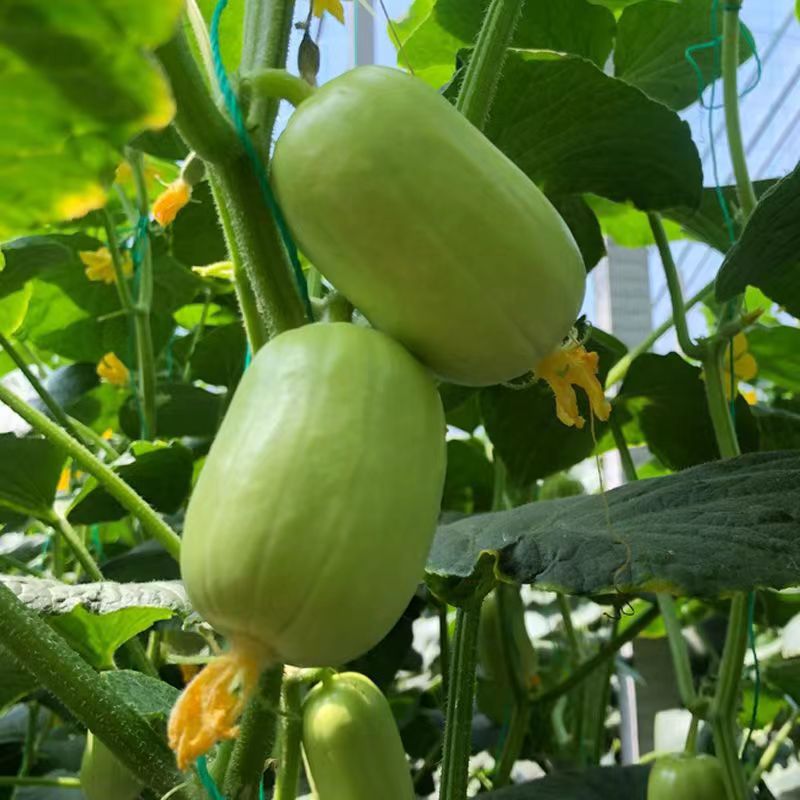 Jade Beauty Cucumber Seeds