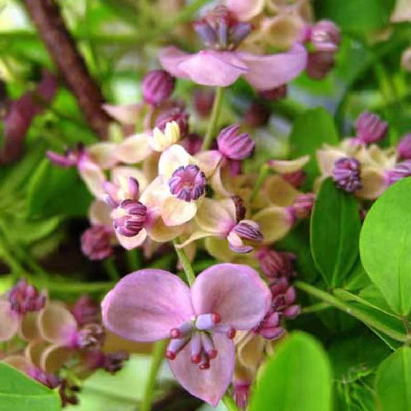 Stauntonia Latifolia Seeds-Organic Food