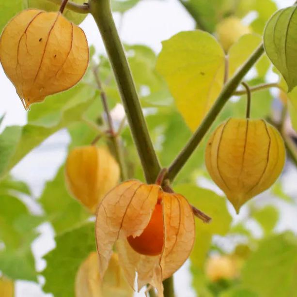 Physalis Peruviana Fruit-Lantern Fruit Seeds