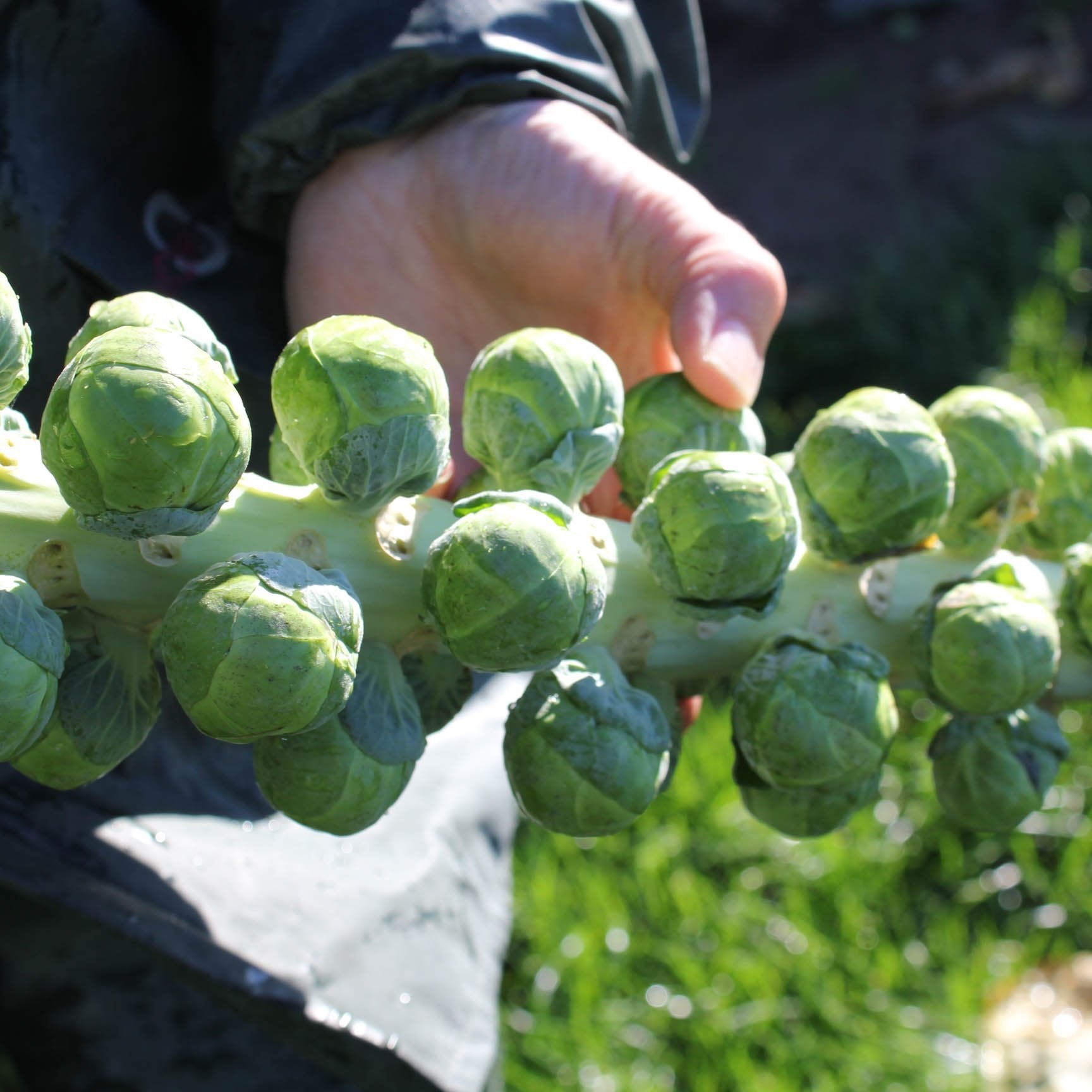 Brussels Sprouts Marte F1