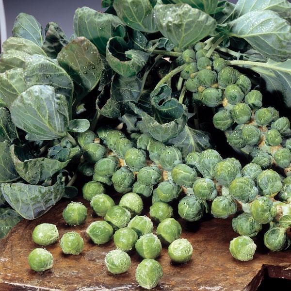 Brussels Sprouts Marte F1