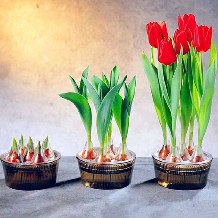 Hydroponic Tulips Seeds