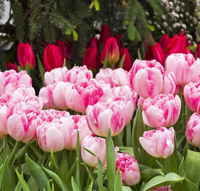 Hydroponic Tulips Seeds