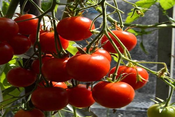 100% Germination rate-Waterfall Tomatoes Seeds-High Yield