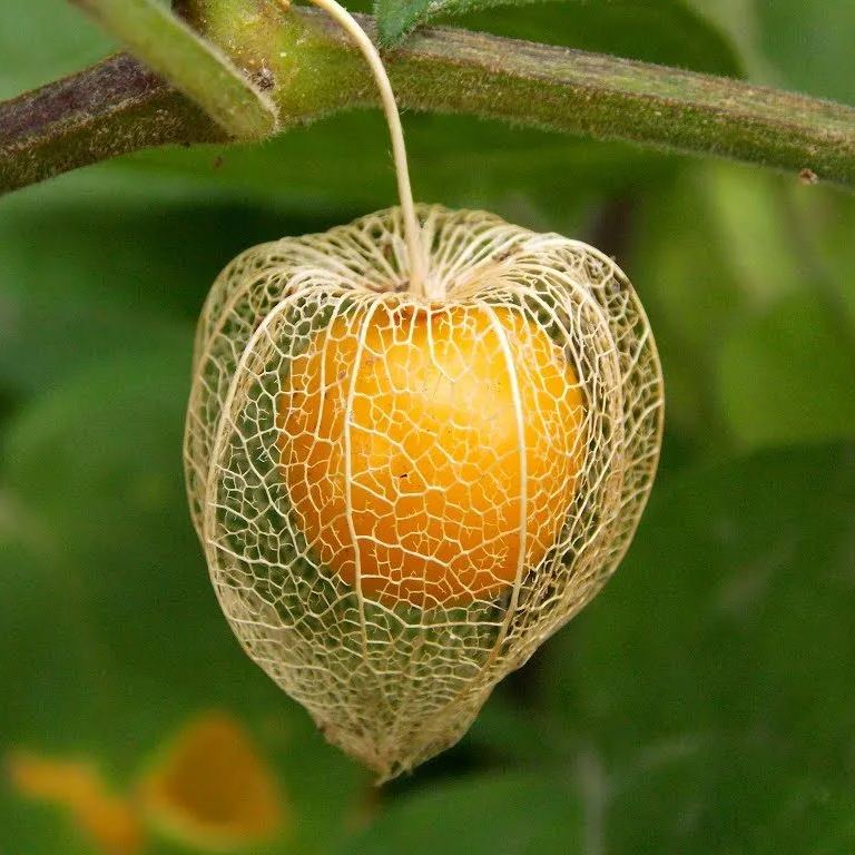 Physalis Peruviana Fruit-Lantern Fruit Seeds