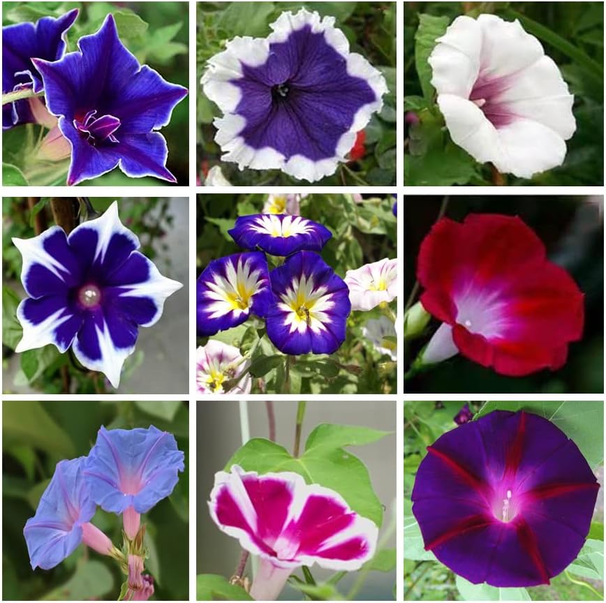 200+ Morning Glory Seeds for Planting, Mixed Color Ipomoea Nil Seeds Heirloom Vine, High Germination Rate Open Pollinated Seed