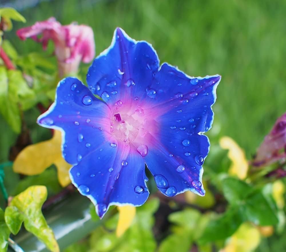 200+ Morning Glory Seeds for Planting, Mixed Color Ipomoea Nil Seeds Heirloom Vine, High Germination Rate Open Pollinated Seed