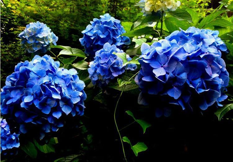 Mixed Hydrangea Flowers Seeds Flower Rare Exotic Ball Bloom Germination Bush Plants Beautiful Smell Garden Decor Home Perennial 30pcs