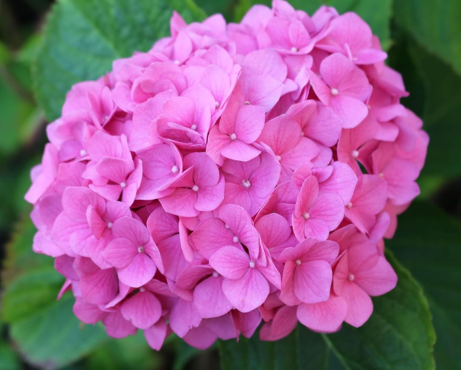 Mixed Hydrangea Flowers Seeds Flower Rare Exotic Ball Bloom Germination Bush Plants Beautiful Smell Garden Decor Home Perennial 30pcs