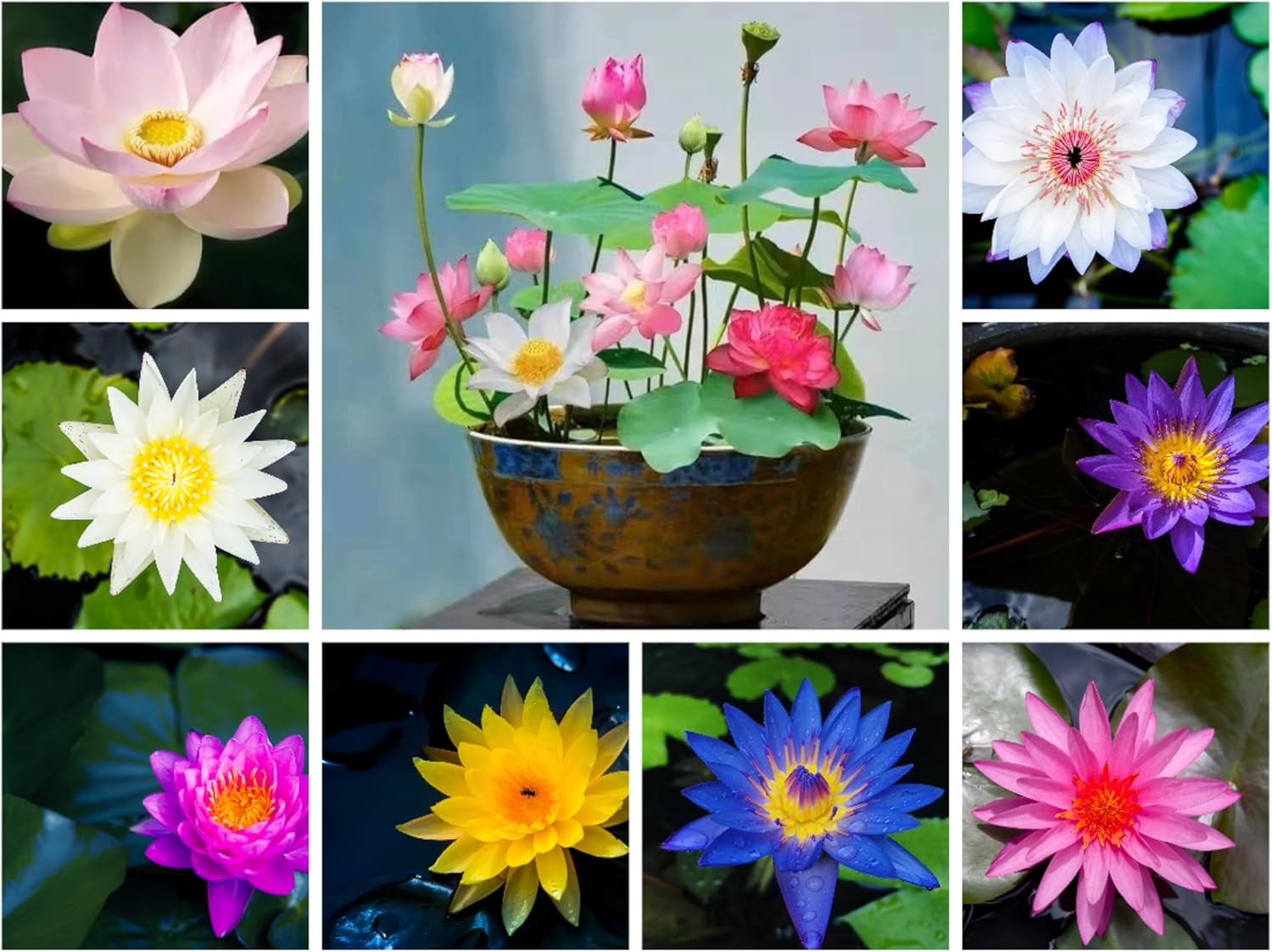 60PCS Premium Lotus Seeds for Planting in Water - Mixed Color Bowl Flower for Ponds, Bonsai, Indoor Water Gardens & Lotus Bowl Planter - Non-GMO, High Germination, Easy Grow Water Lily Seeds