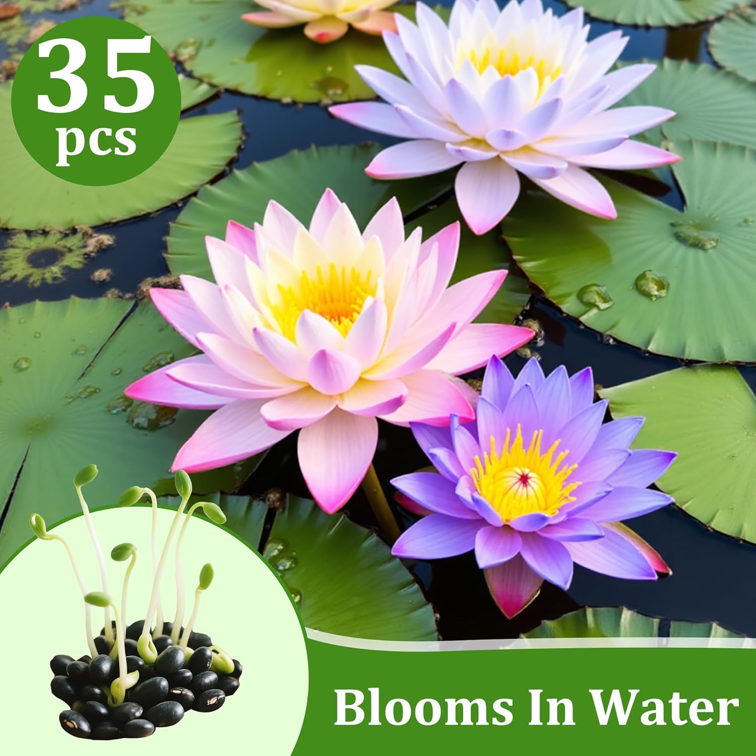 35Pcs Mixed Lotus Seeds for Planting in Water, Colorful Bowl Lotus & Water Lily Flower Seeds for Ponds, Bonsai, Indoor Water Gardens & Lotus Bowl Planter, Grow Easily Low Maintenance