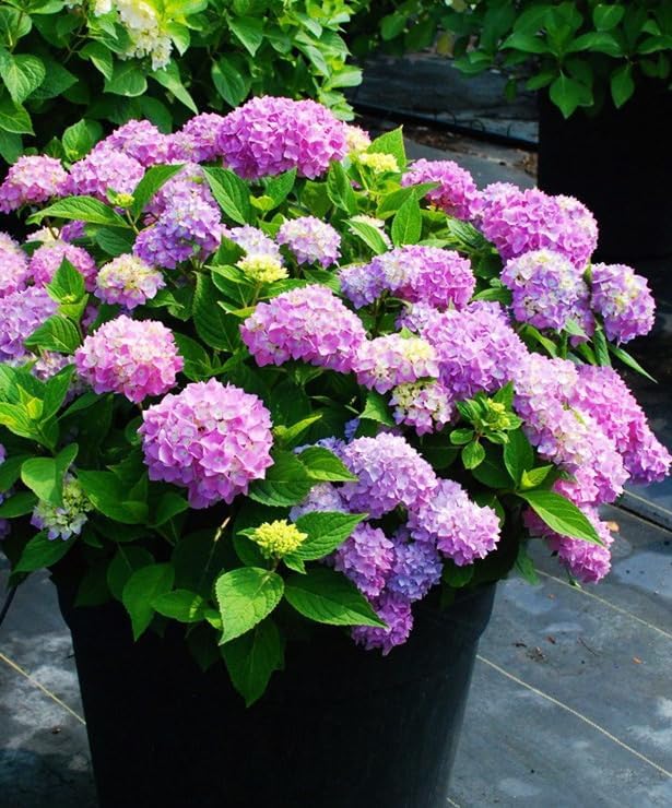 Mixed Hydrangea Flowers Seeds Flower Rare Exotic Ball Bloom Germination Bush Plants Beautiful Smell Garden Decor Home Perennial 30pcs