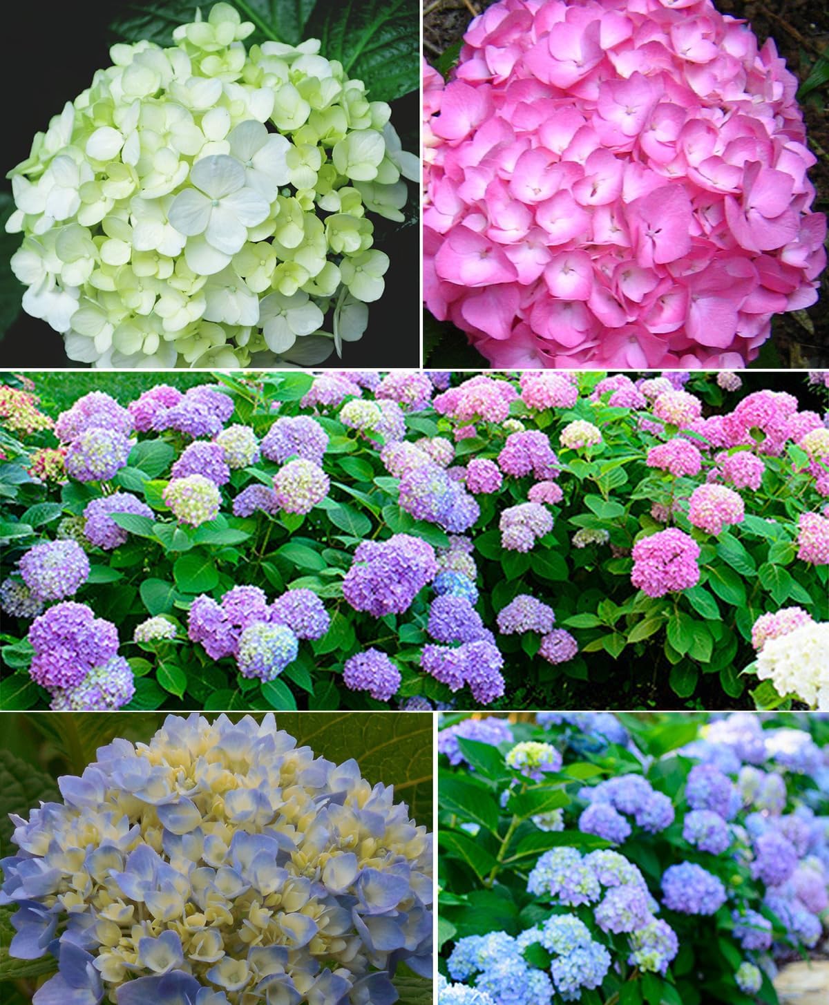 Mixed Hydrangea Flowers Seeds Flower Rare Exotic Ball Bloom Germination Bush Plants Beautiful Smell Garden Decor Home Perennial 30pcs