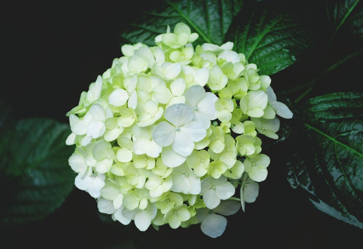Mixed Hydrangea Flowers Seeds Flower Rare Exotic Ball Bloom Germination Bush Plants Beautiful Smell Garden Decor Home Perennial 30pcs