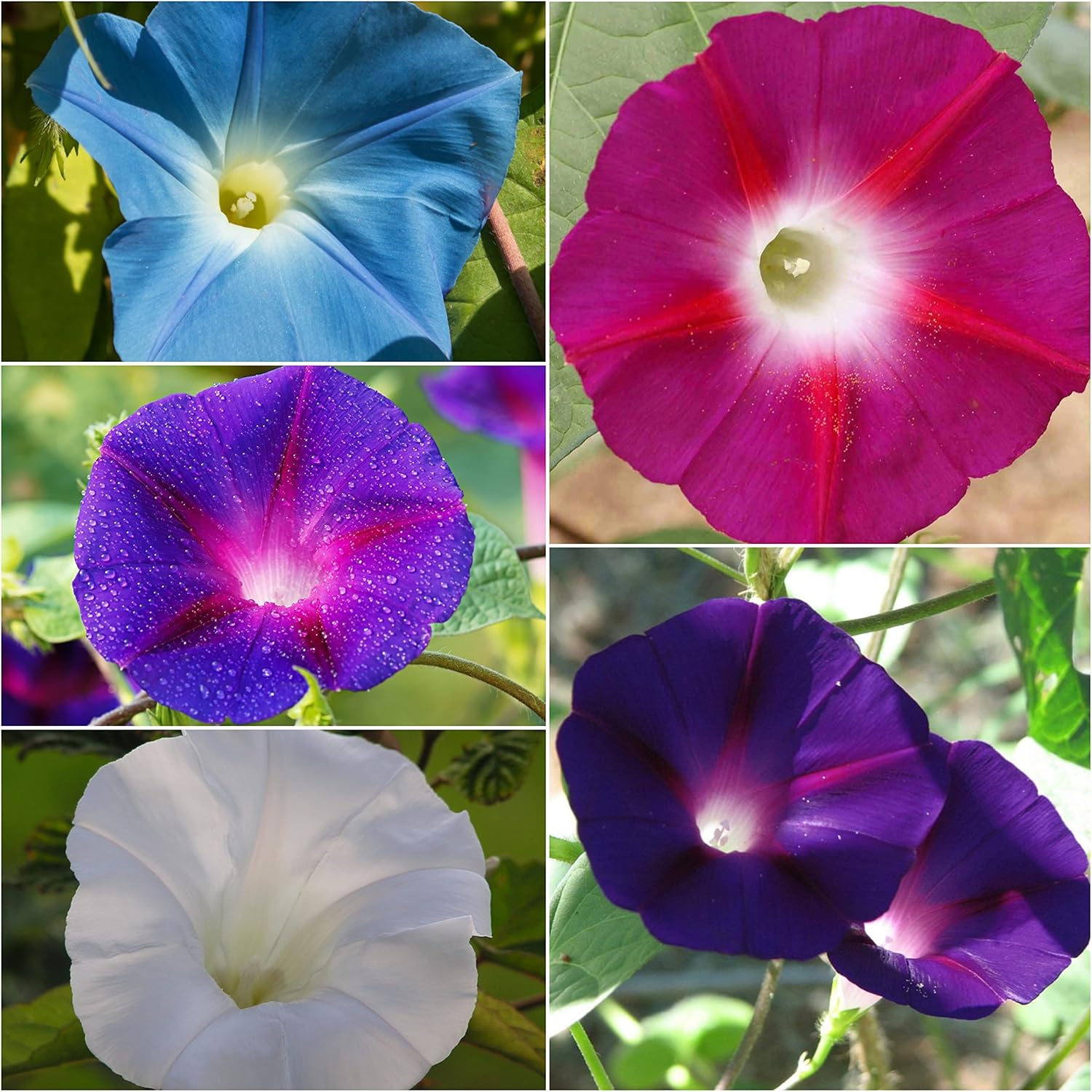 Seed Needs Morning Glory Seeds for Planting - Variety Pack/Collection of 5 Individual Varieties - Heirloom & Open Pollinated Vines to Plant a Butterfly Garden (5 Packs)