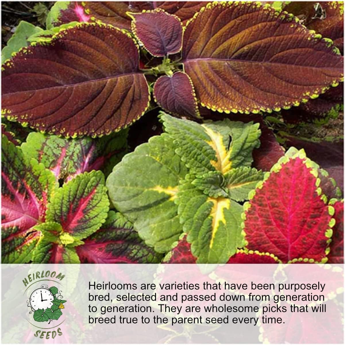 Seed Needs Morning Glory Seeds for Planting - Variety Pack/Collection of 5 Individual Varieties - Heirloom & Open Pollinated Vines to Plant a Butterfly Garden (5 Packs)