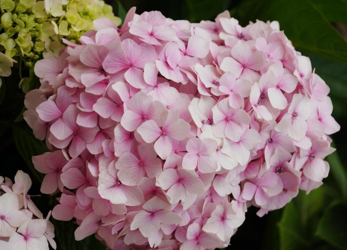 Mixed Hydrangea Flowers Seeds Flower Rare Exotic Ball Bloom Germination Bush Plants Beautiful Smell Garden Decor Home Perennial 30pcs