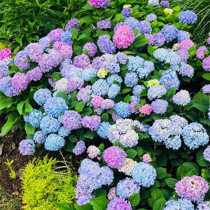 150+ Perennial Mixed Color Hydrangea Seeds for Planting- Non-GMO Heirloom Seeds Flower Plant Wedding Outdoor Garden