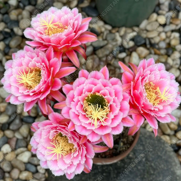 Prickly Pear🌺Flowering Varieties
