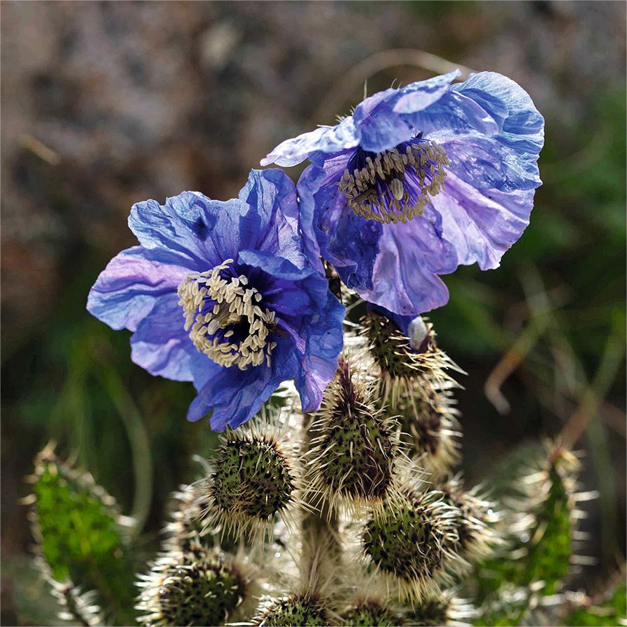 Meconopsis Rudis Flower Seeds