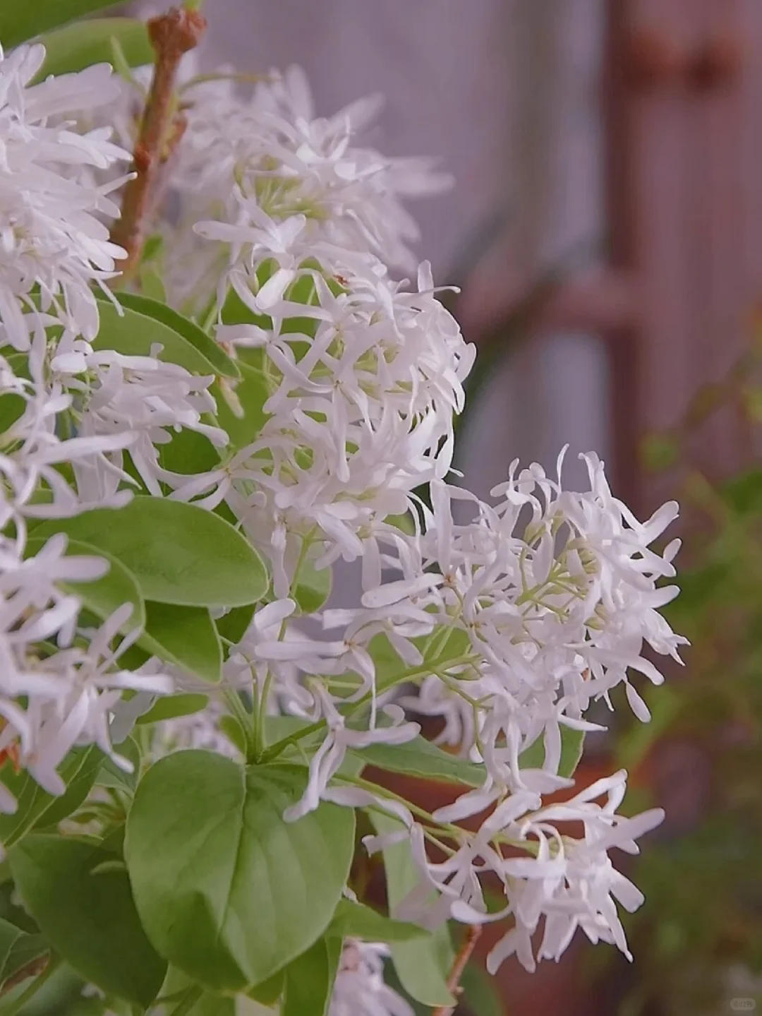 White Fringe Tree-April Snow