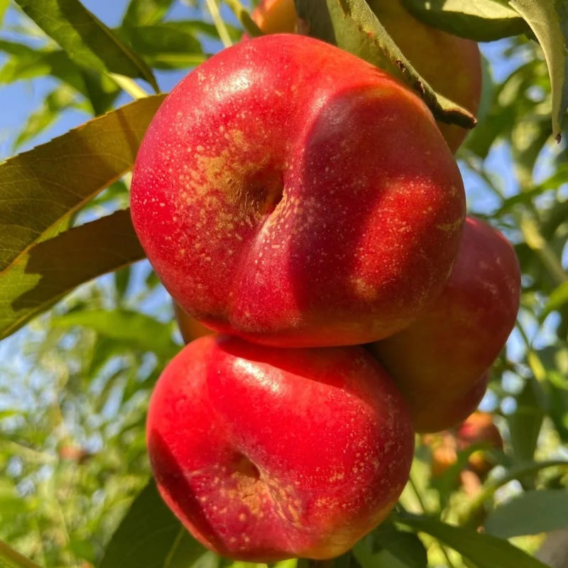 Nectarine Flat Seeds