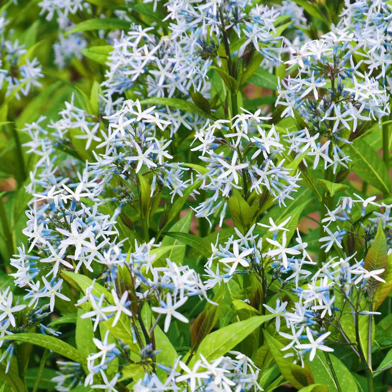 Licorice - A star representative of low-maintenance plants
