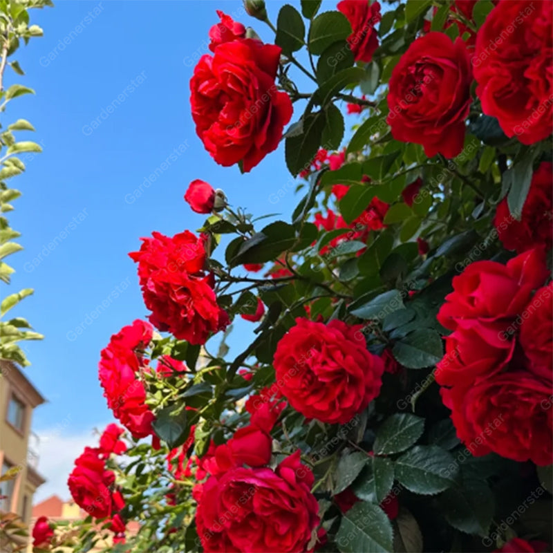 [ Repeat Blooming]🌹Climbing Rose Seeds - Luck Rises