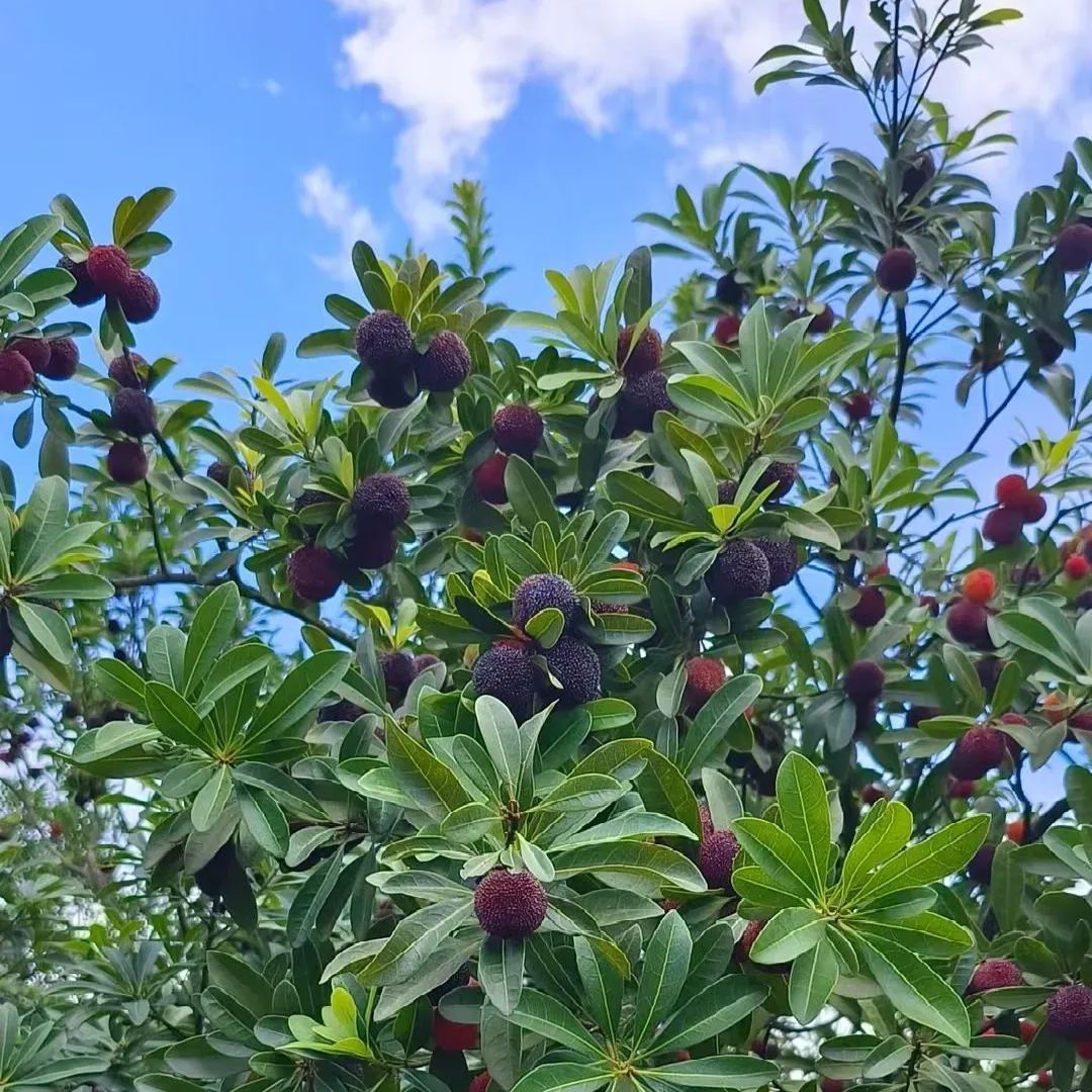🍒 Giant Black Pearl Bayberry Seeds