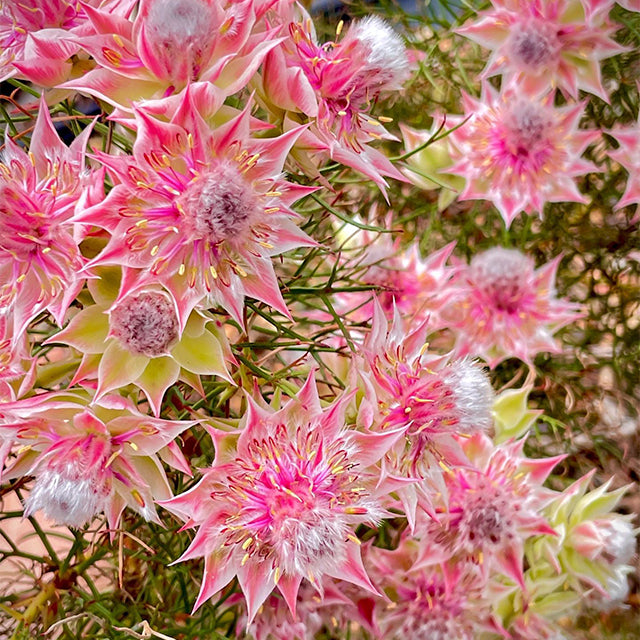 Rare Serruria florida Seeds - Blushing Bride