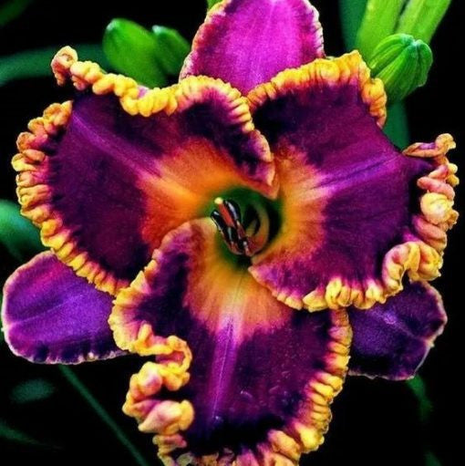 Daylily Hybrid Flowers Seeds, Hemerocallis Hybrid, 20pcs/pack
