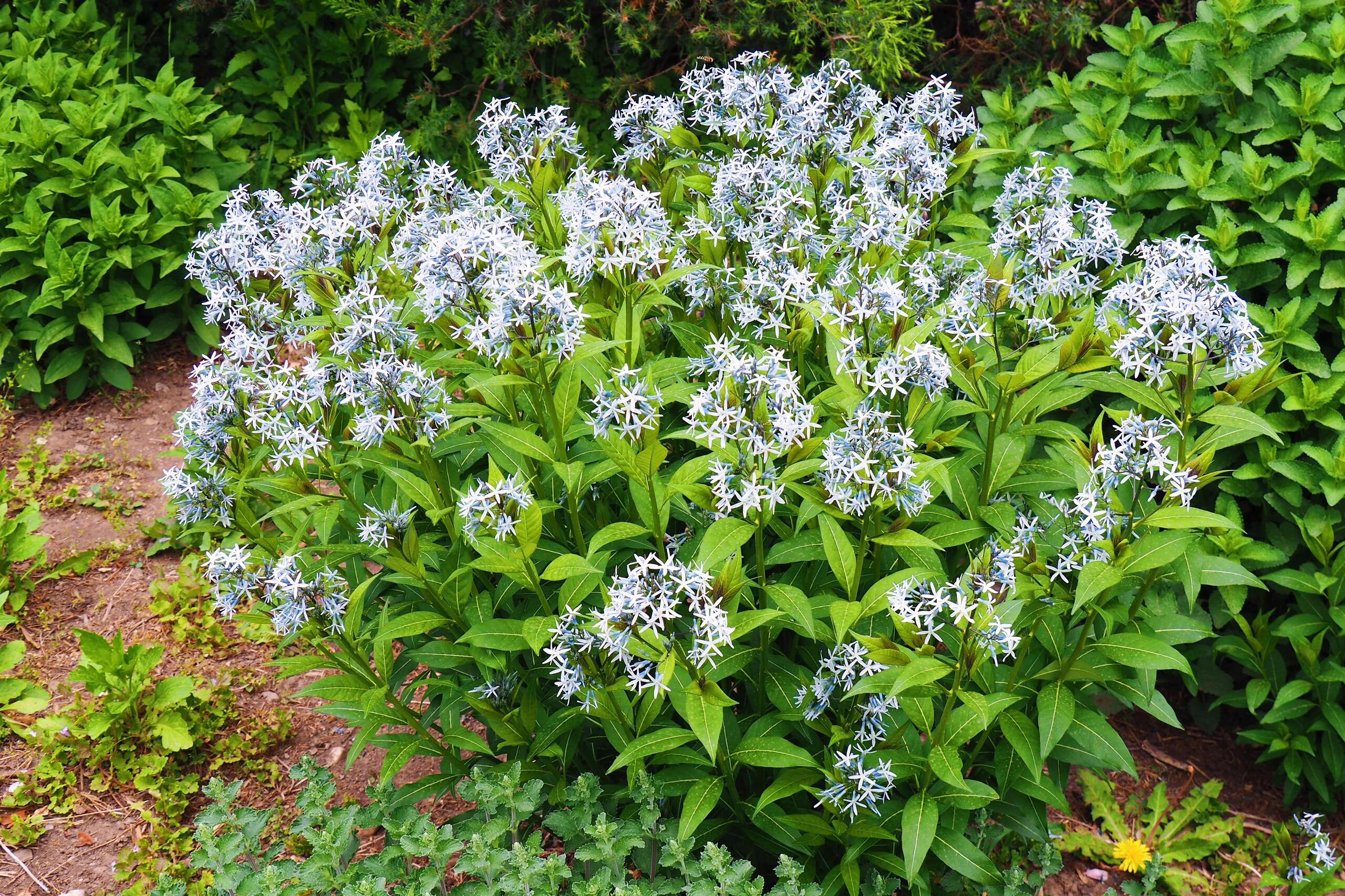 Licorice - A star representative of low-maintenance plants