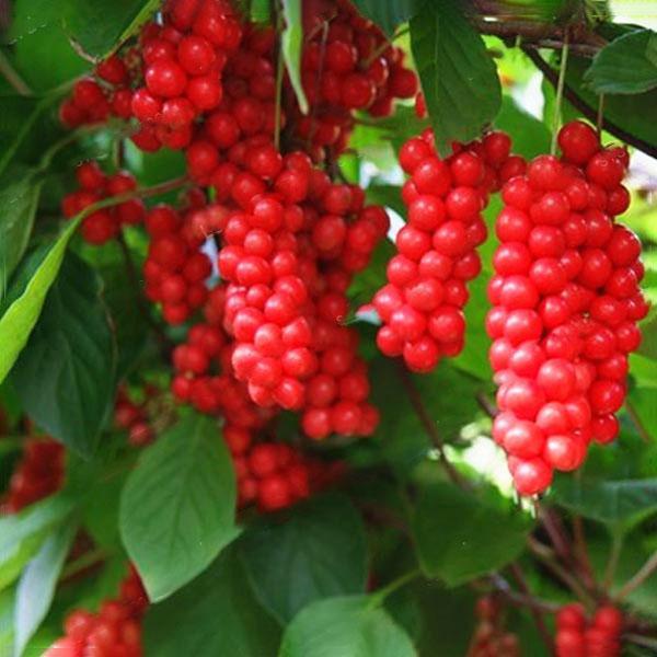 Egrow 50Pcs(100Pcs)/Pack Schisandra Seeds Chinese Magnolia Vine Edible Garden Fruit Tree Seed DIY Plants