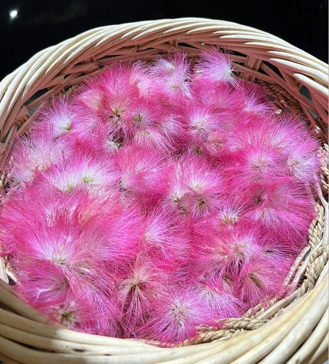 Silktree Albizziae Flower
