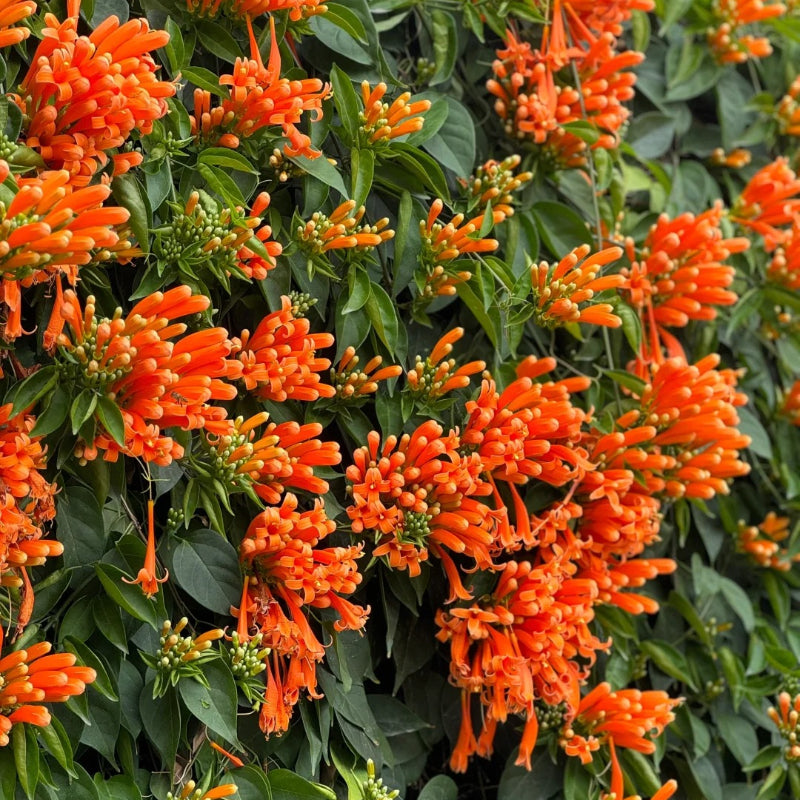 🧡Pyrostegia Venusta Flower