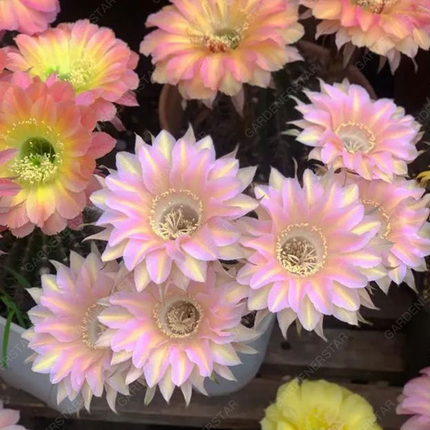 Prickly Pear🌺Flowering Varieties