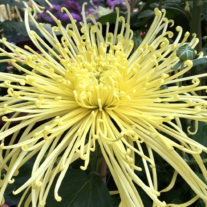 Rare Golden Chrysanthemum Seeds-Longevity Flower💞