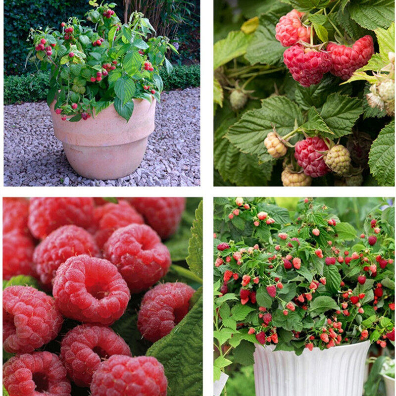 Giant Raspberry Seeds -92% Germination🌱