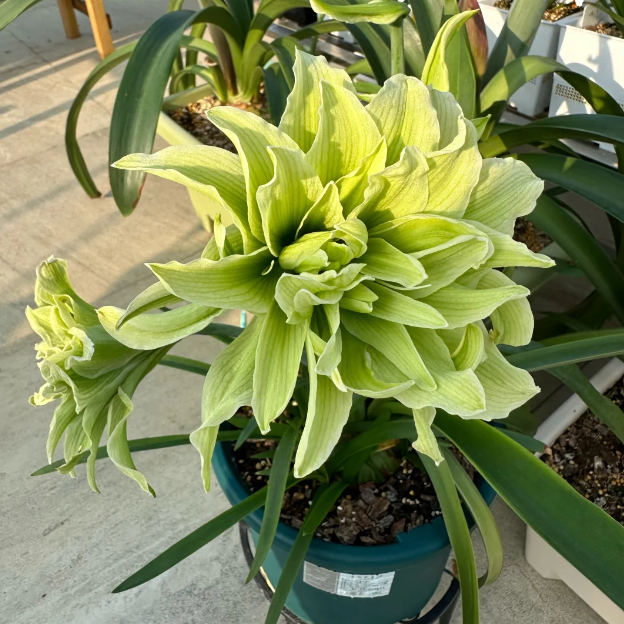 🌺Double-Petaled Perfume Amaryllis Bulbs – The Queen of Flowers 🌺