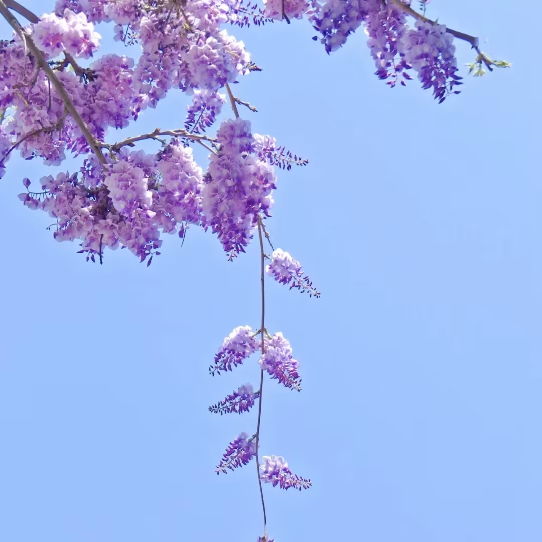Wisteria Flower Seeds Nature's Purple Elegance