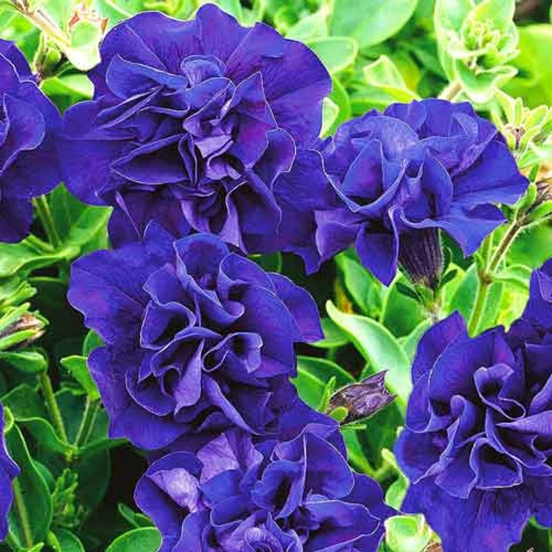 Double Cascade Petunia Duo Blue F1 Seeds - Petunia x hybrida