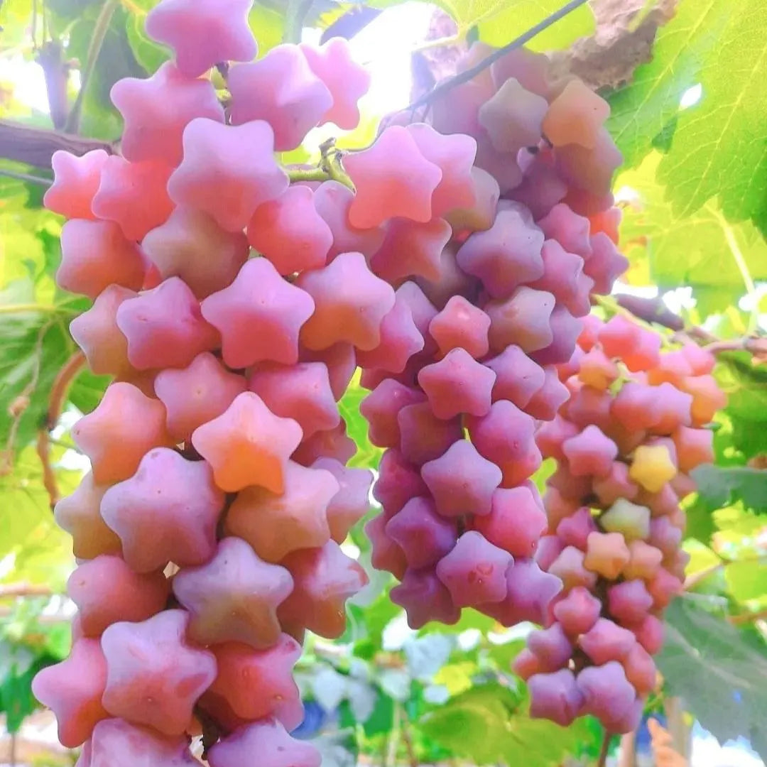 Winter Star Grape Seeds