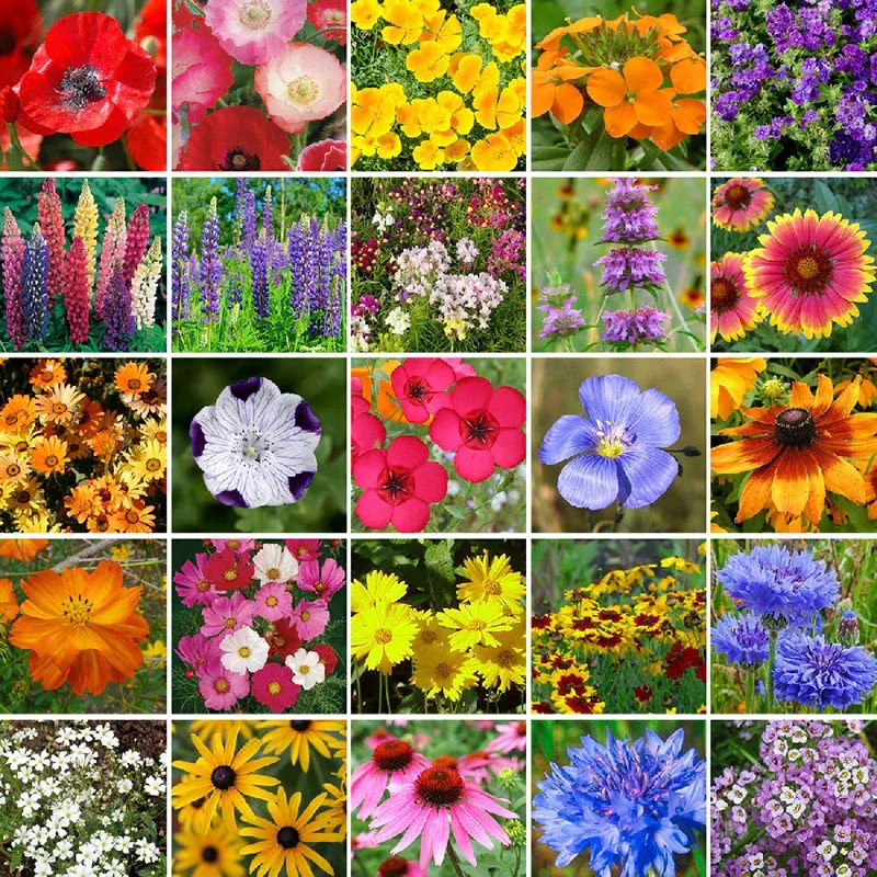 🌸Mixed Perennial Flowers Seeds-Over 60 kinds mixed