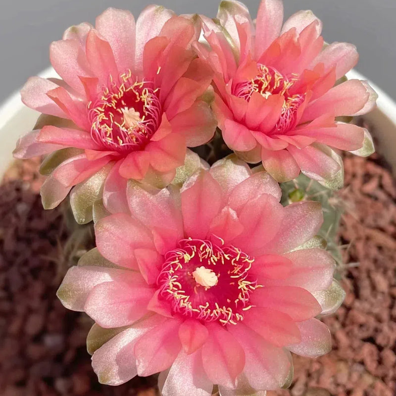 Flowering Echinopsis Cactus Species Mix🌵🌸