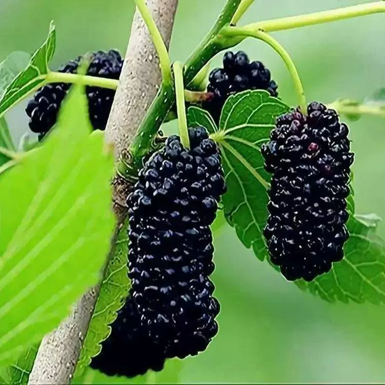 Black Mulberry Seeds