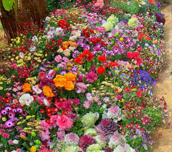 🌸Mixed Perennial Flowers Seeds-Over 60 kinds mixed