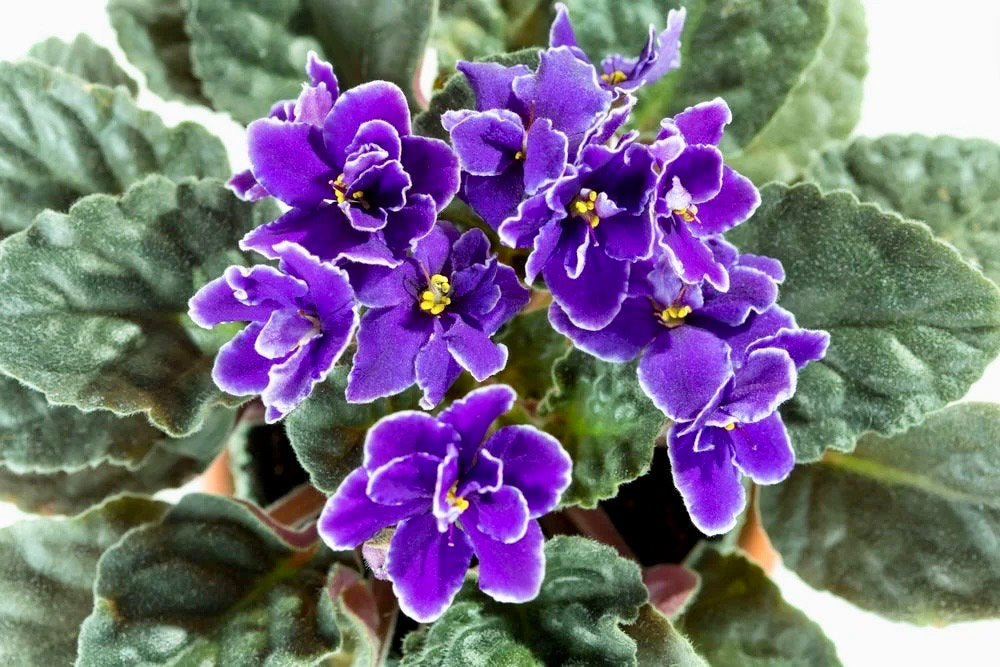 Mixed Miniature Variegated African Violet Seeds