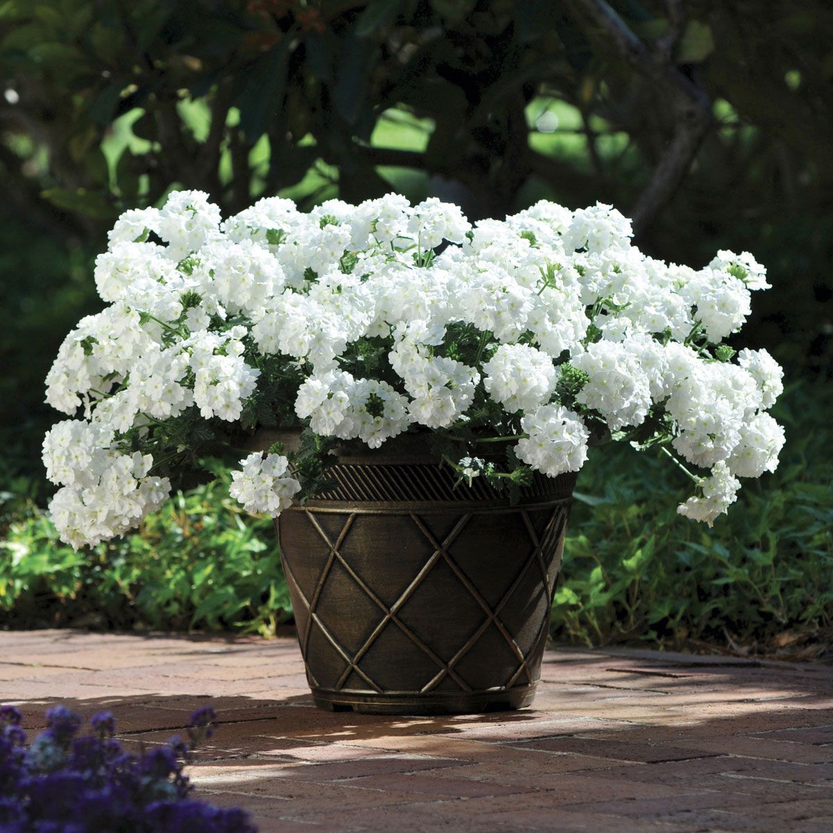 💐Garden Verbena Seeds