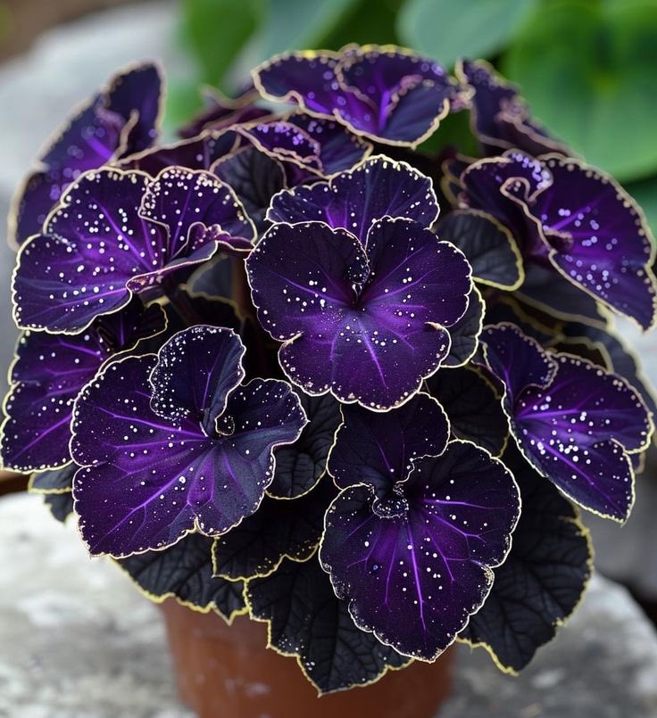 Purple Leaf Golden Edge Grass