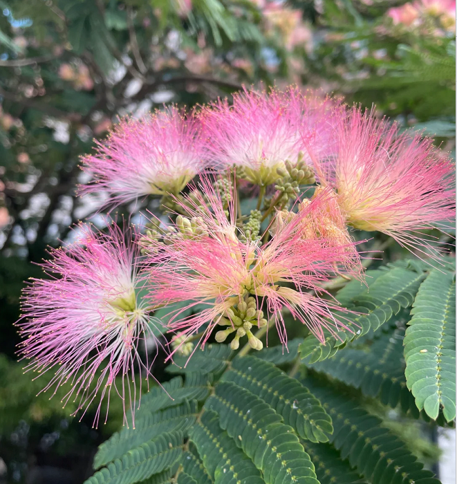 Silktree Albizziae Flower